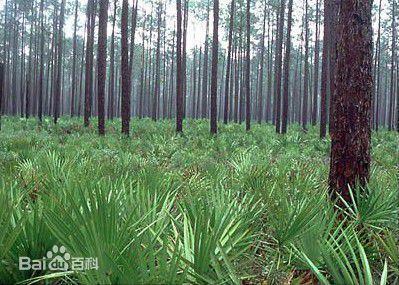 Effekten av Sågpalmetto fruktextrakt