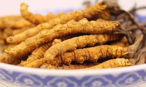 Kinesiska guld medicin-Cordyceps Sinensis extrakt