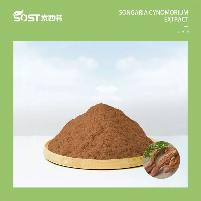 Songaeia Cynomorium örtextrakt
